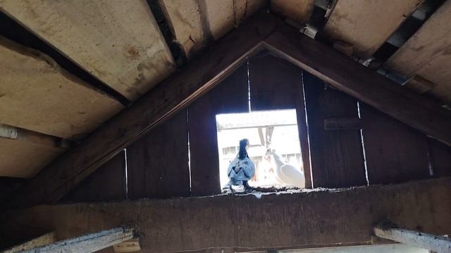 можно купить голубей в омской области смотреть онлайн