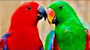 У нас новость попугай Рита снесла яичко, они создали с Гошей новую пару)