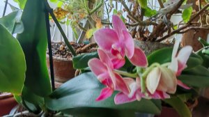 ОБЗОР МОИХ КОМНАТНЫХ ЦВЕТОВ