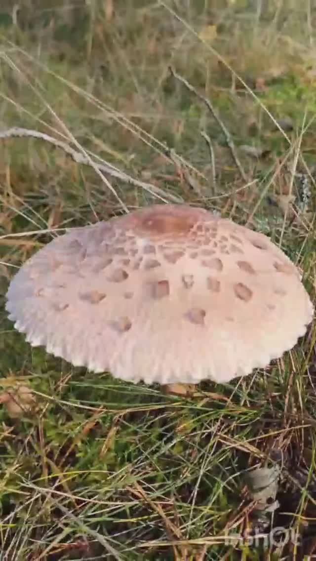 ГРИБ ДЕЛИКАТЕС. Зонтик пестрый. ( Macrolepiota procera) ВЗРЫВ ВАШИХ ВКУСОВЫХ СОСОЧКОВ смотреть онлайн