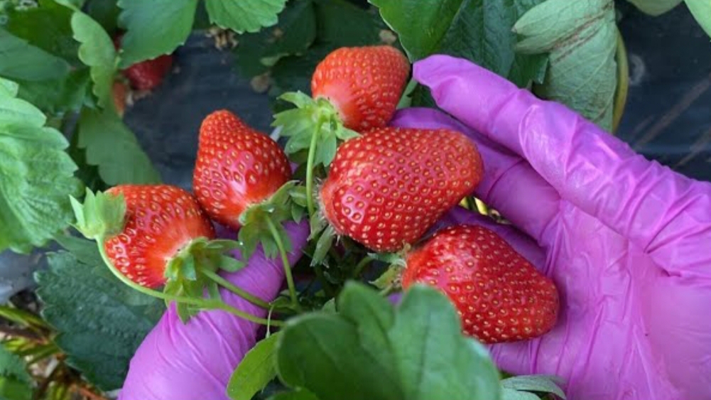 Самая вкусная клубника смотреть онлайн