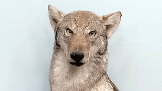 Животные в музее Новочеркасска смотреть онлайн