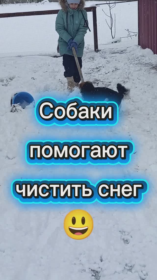 Щенки то ли помогают убирать снег, то ли мешают