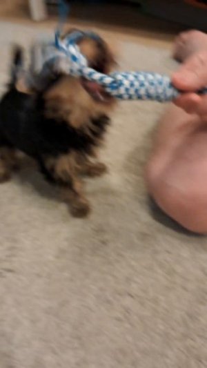 как у меня проходят вечером собаки нам