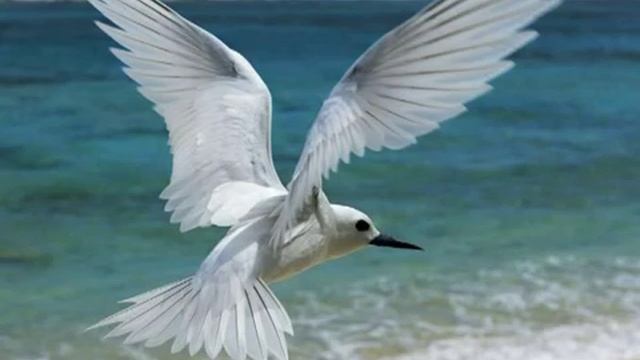 О.Хромов-Белые птицы смотреть онлайн