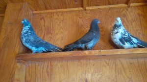 Николаевские голуби С НОВЫМ ГОДОМ! 08.01.2026 г