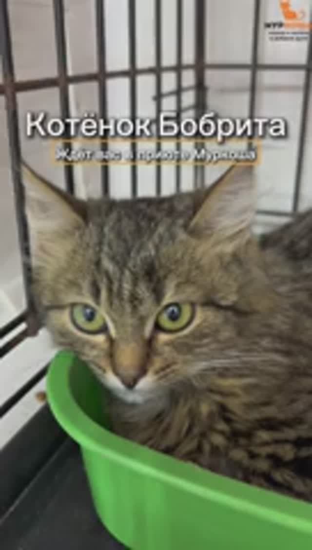 Бобрита ждёт вас в приюте #Муркоша смотреть онлайн