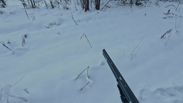 Охота на зайца с русской гончей 03.01.2026 смотреть онлайн