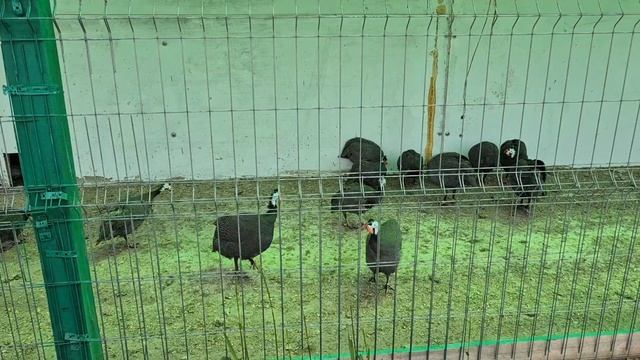 Страусина ферма.