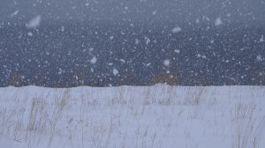 Идут белые снеги (в память о тех, кто ушёл навсегда...) (ст. Е. Евтушенко; муз. и исп. А. Михайлов)