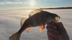 Рыбалка со льда Рыбинское вдхр (жерлицы, блесна)