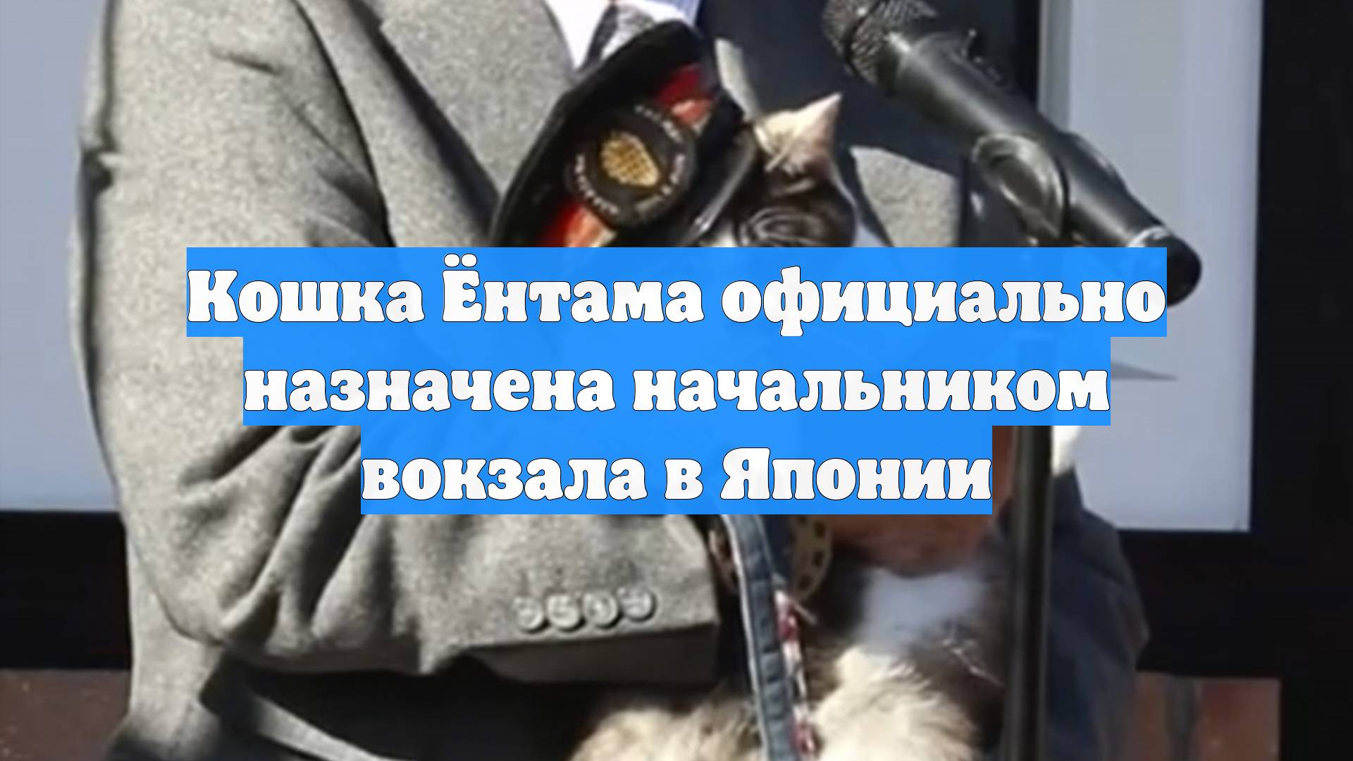 Kyodo: в Японии кошку Енотаму назначили смотрителем вокзала