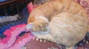 деревня, кот Малыш,