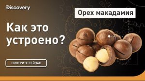 Орех макадамия, как это устроено?