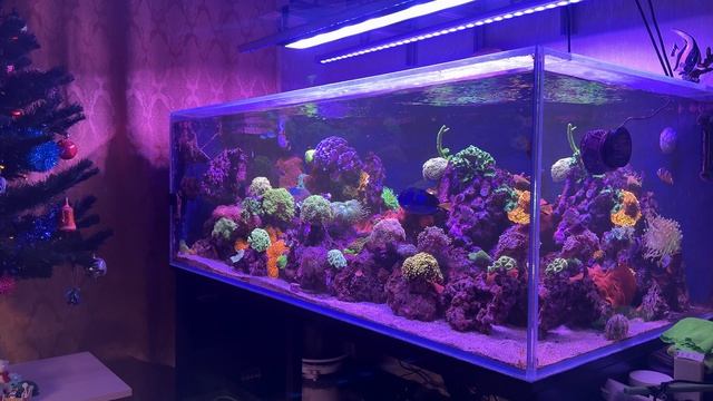 Мои домашние морские аквариумы. Что было в 2025, чего жду от 2026 смотреть онлайн