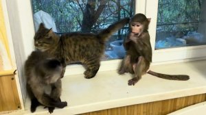 Не знаешь за какую банду хвататься, толи Люсину переводим, толи Анфисыну успокаиваем😀