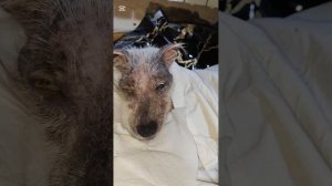 Снежок кушает, но не встаёт