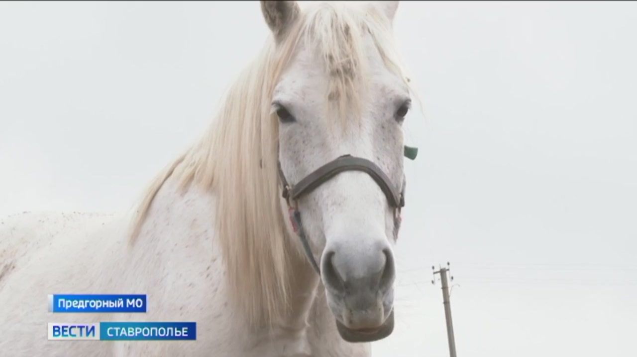 На Ставрополье выводят лошадей в яблоках смотреть онлайн