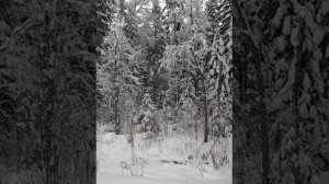 №103 Гармонизация и балансировка вибрационных частот