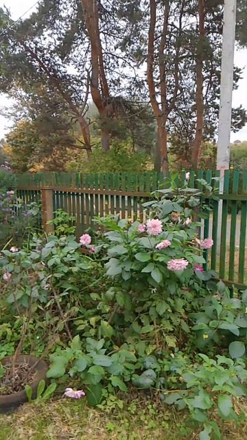 1000057709.mp4 смотреть онлайн