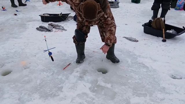 Второе зарыбление, поимки и сходы форели. смотреть онлайн