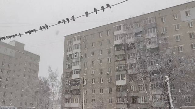 Нижний Новгород - Голуби зимой смотреть онлайн