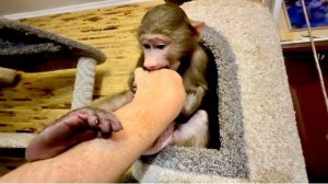 Анфиса стережет свой домик с кружками и достает Финика❤️