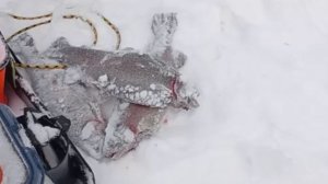 Продолжаем ловить на Нижнем. Клёвое место Лосиный остров.