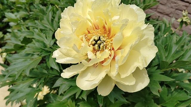 Пион Бартзелла и его этикетка от Поиска, соответствует иллюстрации. смотреть онлайн