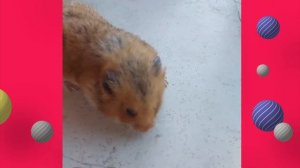 Хомячок джунгарик. Хрум-хрум...