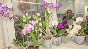 12-01-2026 Цветы на моем окне/Любимые орхидеи/три разных сорта