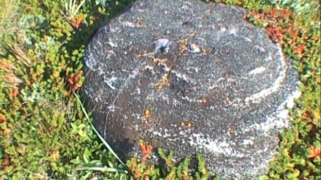 ©  "Восточное святилище мыса Печак" на б. Соловецком острове 2003