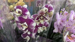 09-01-2026.Прогулка по Оби Мега Парнас..Орхидеи и другие цветы.