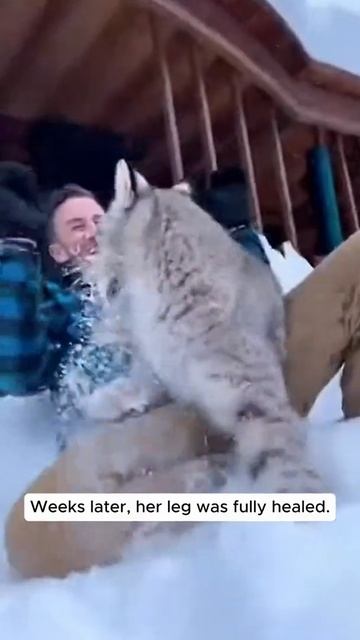 Рысь-реабилитация смотреть онлайн