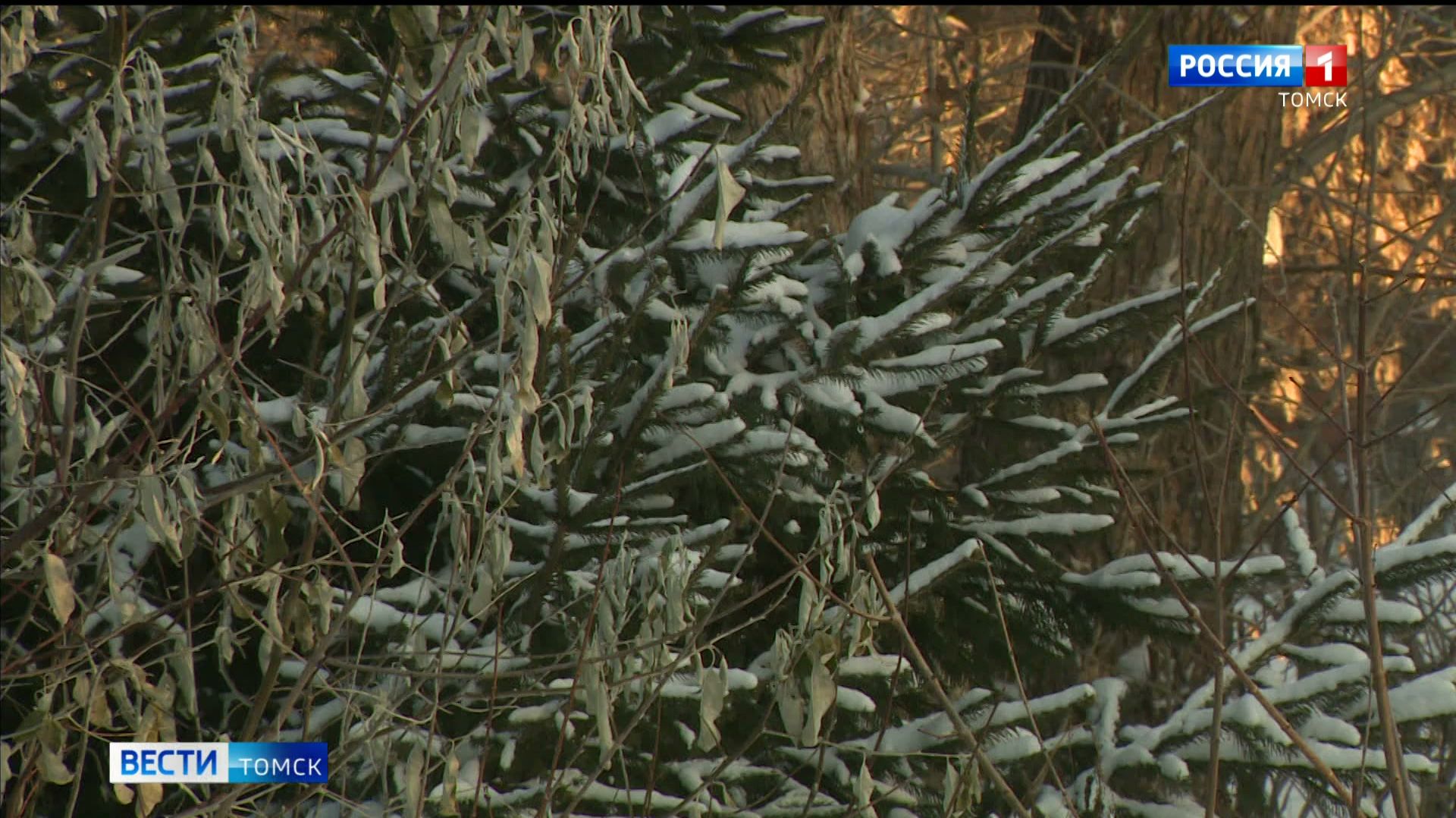 Вести-Томск, выпуск от 08.01.2026 21:10 смотреть онлайн