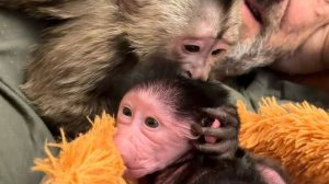 ТАК МИЛО Финик разговаривает с Николь, щебечет ей что-то, засвистывает, поглаживает😘