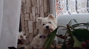 ПАмАгите откАпаться🙉🙉🙉