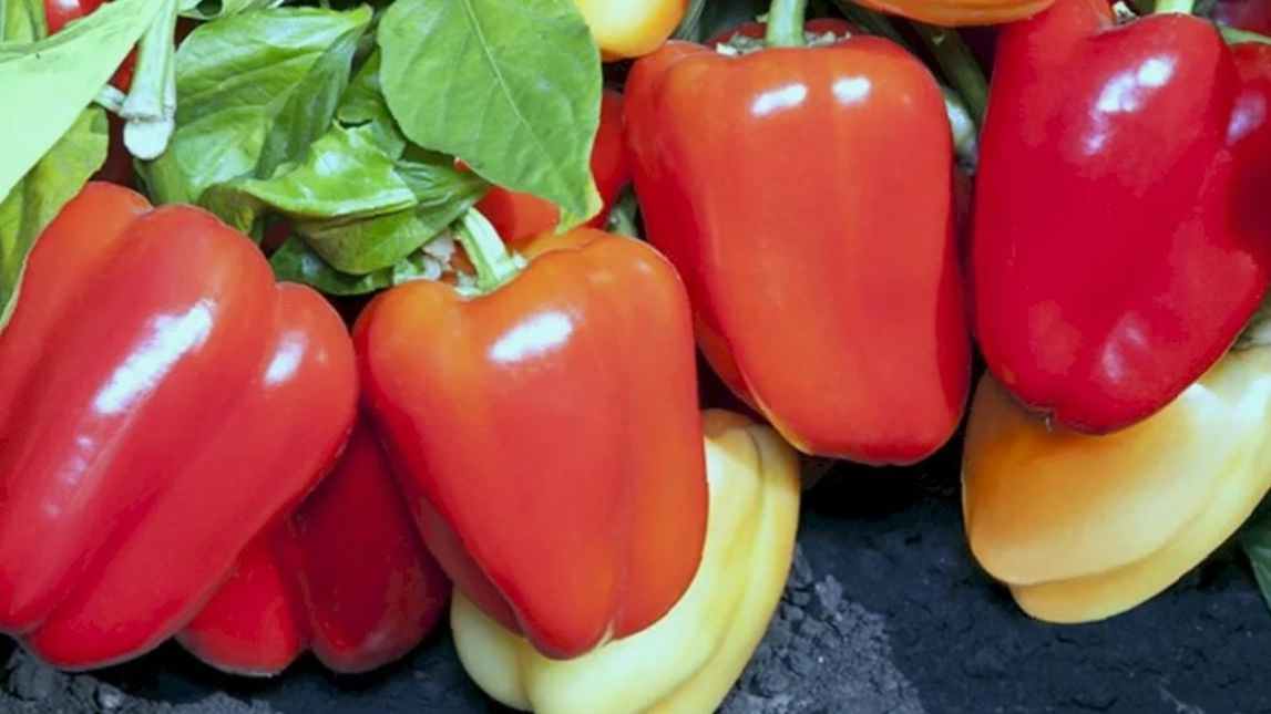 Самые урожайные и толтостенные сорта перца для грунта смотреть онлайн