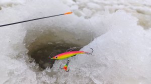 ВОТ ЭТО НАШЁЛ ЛЮТЫЙ КОРЯЖНИК ОКУНЬ и СУДАК КЛЮЁТ. Рыбалка на балансир зимой в 2026