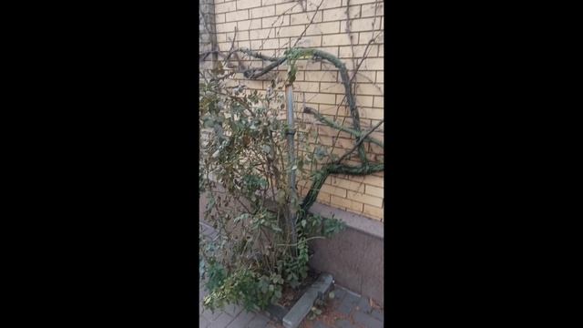 10 января в Ростове смотреть онлайн