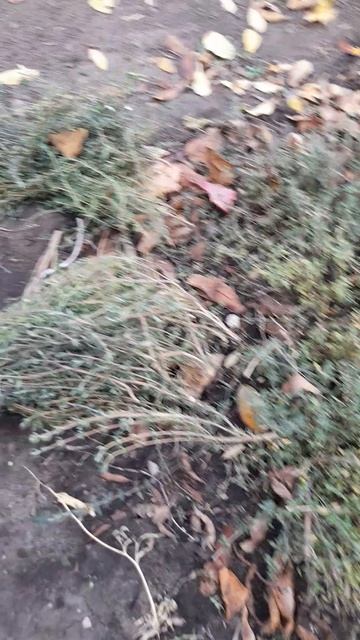 Чабрец (тимьян) для чая. смотреть онлайн