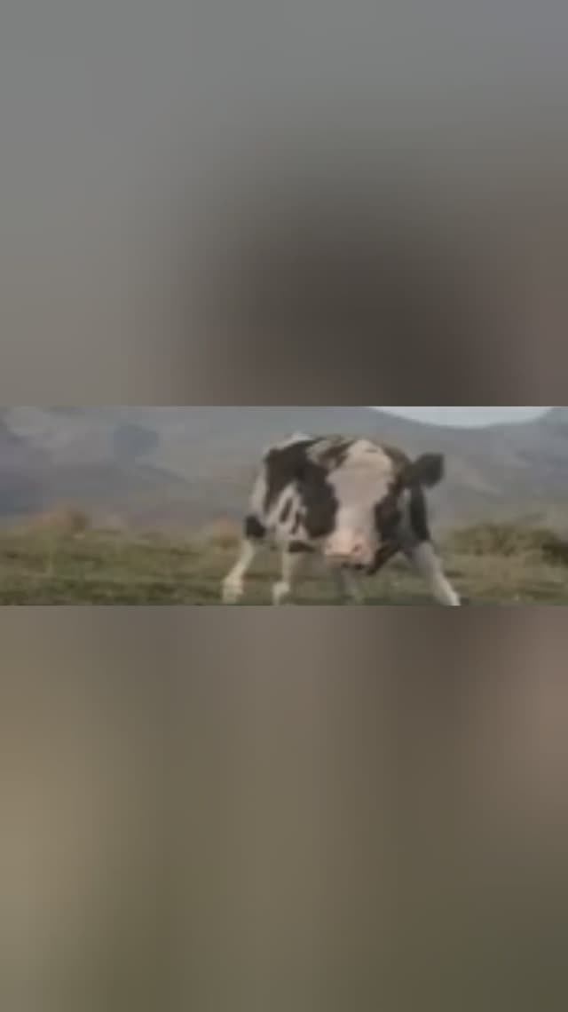 Старый 3GP ролик с кнопочного мобильного телефона смотреть онлайн