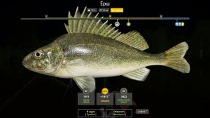 ЕРШ ТРОФЕЙНЫЙ!!!КОМАРИНОЕ ОЗЕРО - РУССКАЯ РЫБАЛКА 4