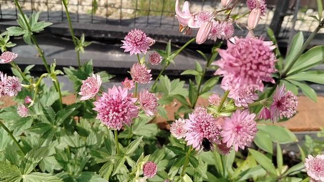 Астранция в нашем саду 2025 смотреть онлайн