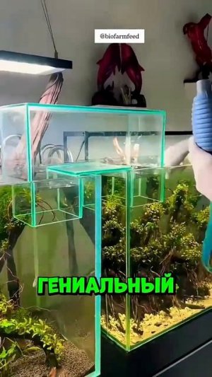 Рыбки внезапно исчезли... и появились в другом аквариуме #shorts