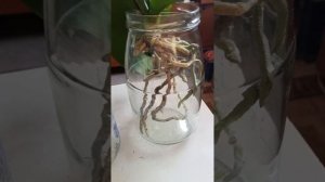 спасаю орхидею