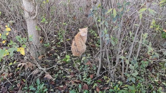 Один из дней города Евпатории | 6 января 2021 год | Крым | ХАН БАТОН XAH 6ATOH / VID_20210106_141552