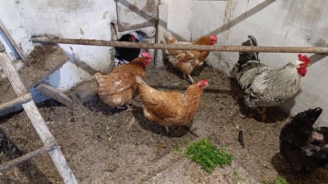 Петя петушок смотреть онлайн