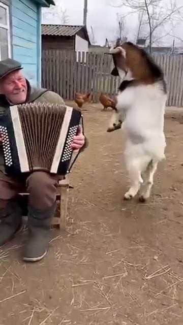 Козёл смотреть онлайн