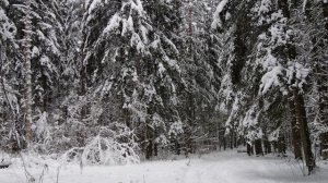 Снег падает в лесу